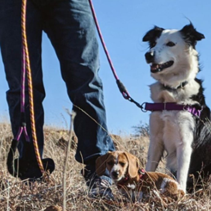 MayPaw leash in action: Field walk, braided rope