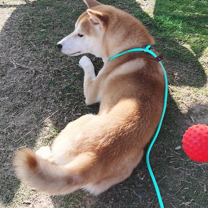 MayPaw leash in action: Recall, then the ball